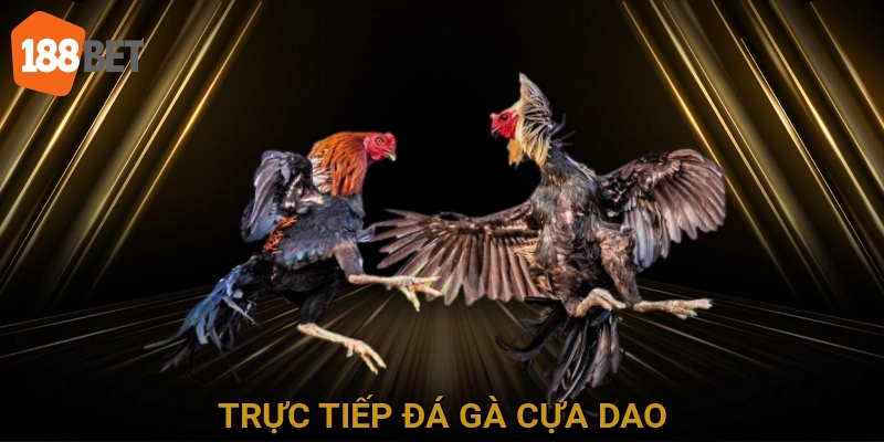 Trực Tiếp Đá Gà Cựa Dao
